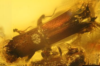 Media type: image;   Entomology PALE-27771